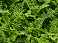 Hardy Fern Polystichum setiferum 'Plumosum Densum'